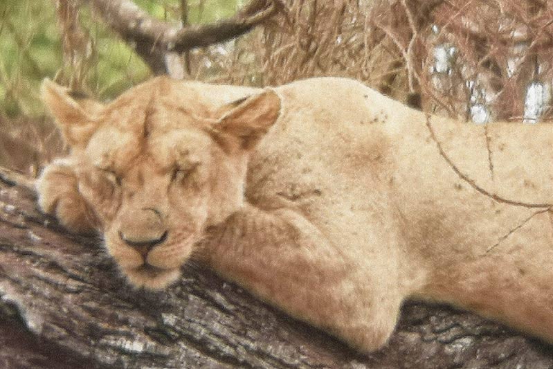 Tarangire Nationalpark