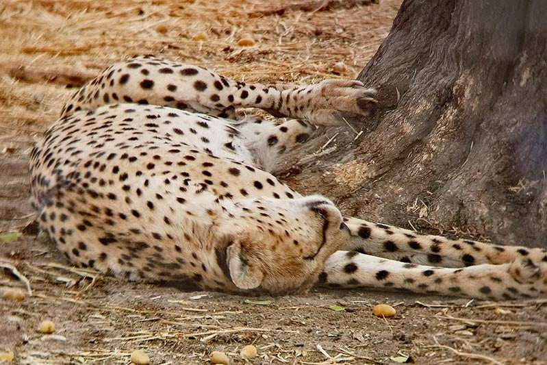 Tarangire Nationalpark