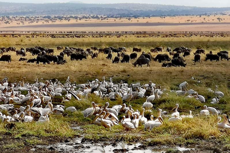 Tarangire Nationalpark