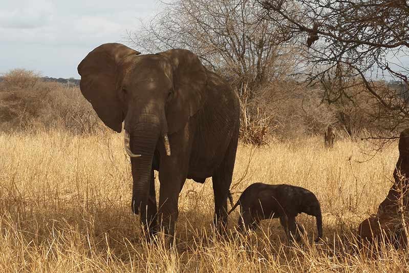 Tarangire Nationalpark