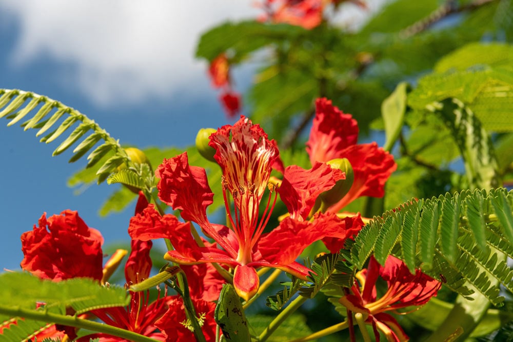 tomtom4167-flower-4451878